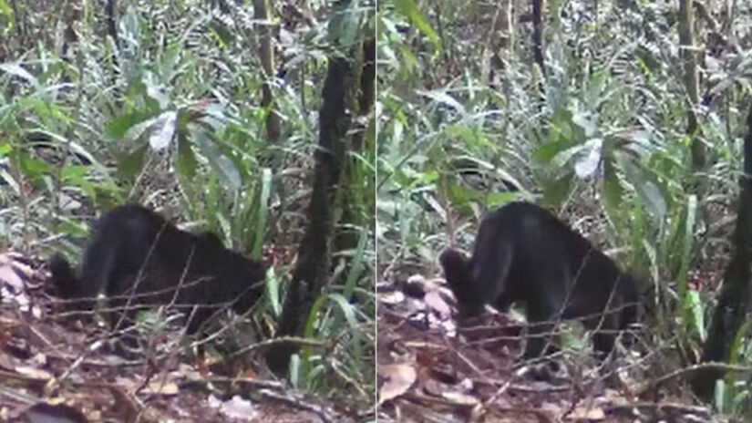 Espécie de pequeno porte, o Gato-do-mato (Leopardus guttulus) muitas vezes confundido com filhotes de onças-pintadas (Reprodução)