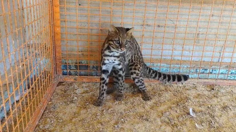 O Gato-maracajá (Leopardus wiedii) possui hábitos noturnos, é pouco visto pelas pessoas e considerado raro (Divulgação/Defesa Civil)