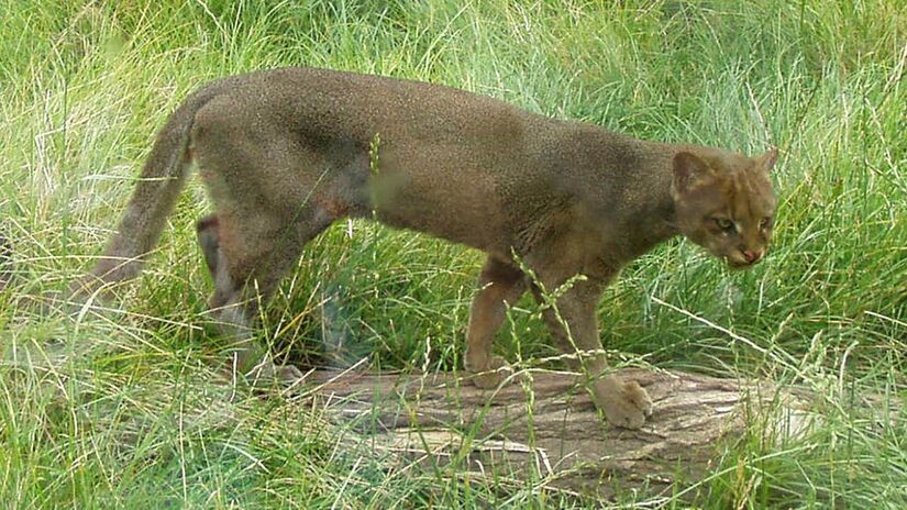 O Jaguarundi (Herpailurus yagouaroundi) é um felino pouco conhecido pelas pessoas por ser pouco avistado (Reprodução/Wikipédia)