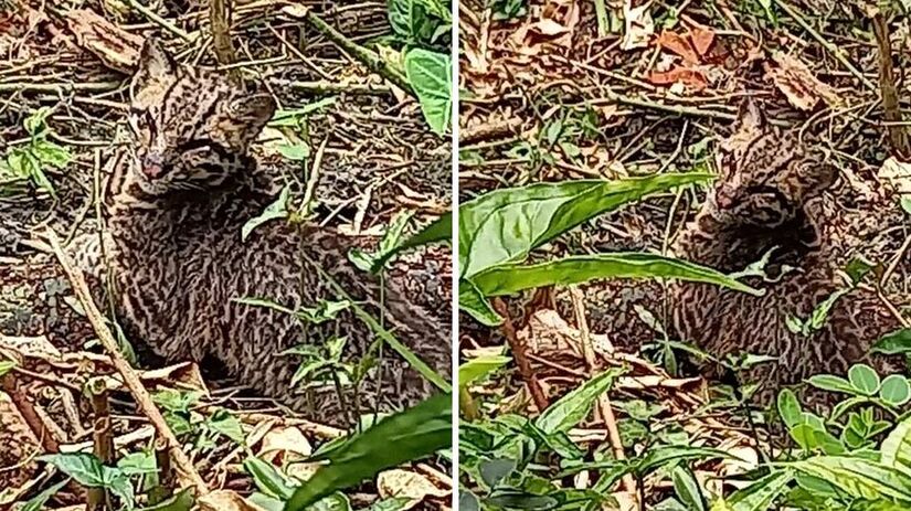 Uma jaguatirica foi filmada no quintal de uma casa na RDS de Barra do Una, em Peruíbe (Reprodução)