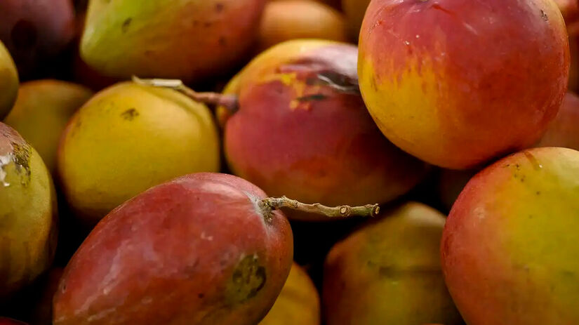 A manga é uma fruta climatérica, ou seja, ela continua amadurecendo após ser colhida (Divulgação/Agência Brasil)