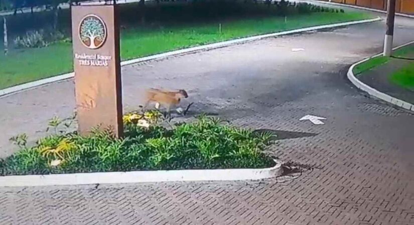 As câmeras de monitoramento do Condomínio Três Marias, em Peruíbe, registraram uma onça-parda (Puma concolor) andando tranquilamente nas dependências do residencial (Reprodução)