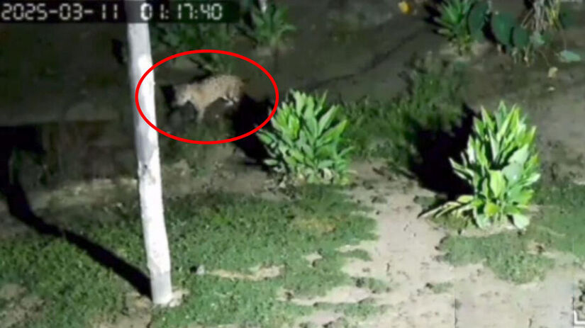 Uma onça-pintada (Panthera onca) já foi filmada caçando galinhas em uma propriedade rural nas proximidades de Itariri, Vale do Ribeira (Reprodução)