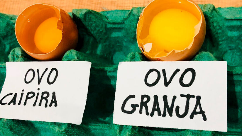 Você já reparou que as gemas dos ovos nem sempre são iguais? Reprodução/Facebook