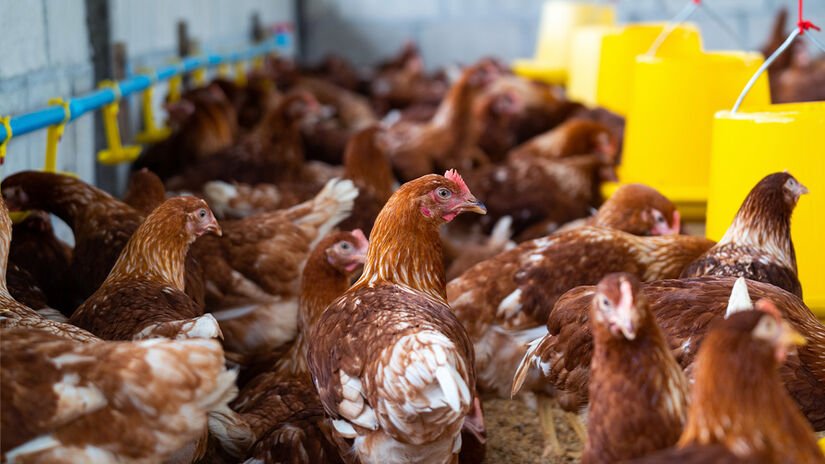 Essa dieta padronizada é usada em granjas que priorizam produtividade, mas nem sempre bem-estar animal. Reprodução/Freepik