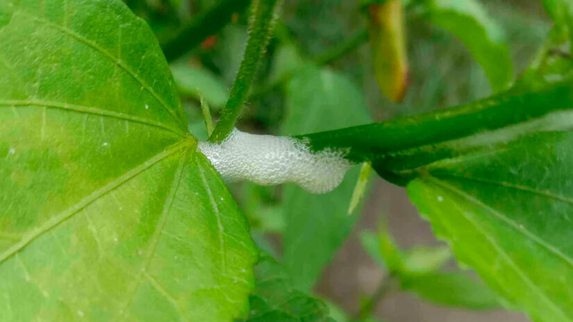 Se você já notou um tipo de espuma branca grudada nos caules ou folhas das plantas no seu quintal, sítio ou jardim, fique alerta. - Reprodução/Reddit