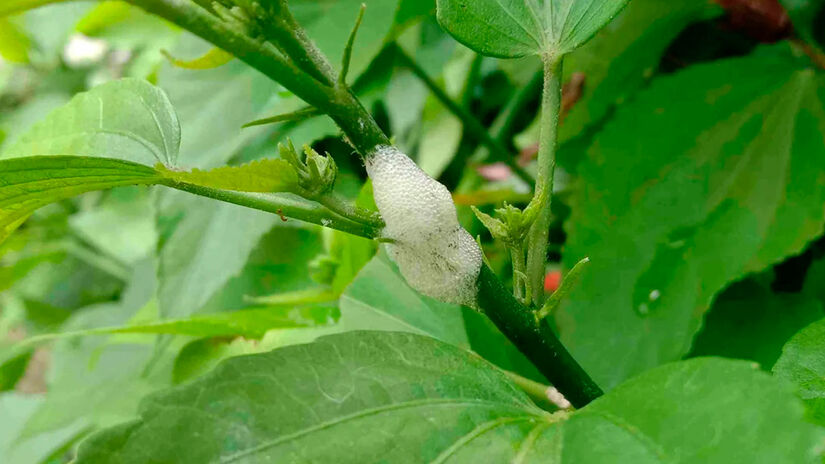 O uso excessivo de defensivos agrícolas no combate pode gerar desequilíbrios ambientais e resistência dos insetos, criando um ciclo difícil de quebrar. - Reprodução/Reddit