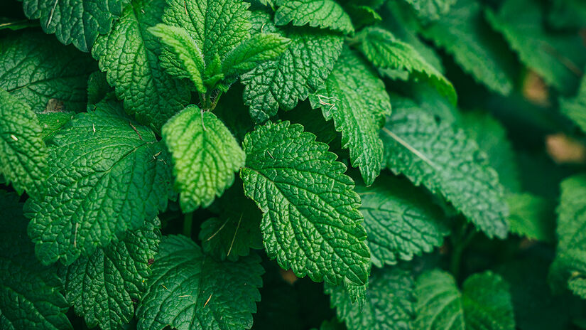 Hortelã (Mentha spp.): O cheiro mentolado intenso pode afastar pragas. - Reprodução/Freepik
