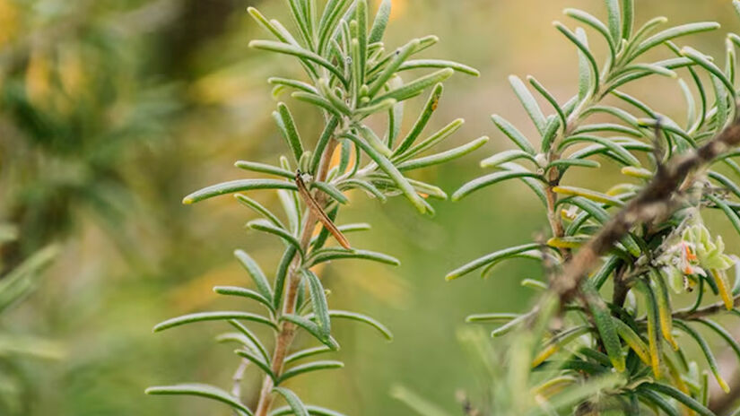 Alecrim (Rosmarinus officinalis): Planta aromática com odor forte, frequentemente citada como repelente de insetos. - Reprodução/Freepik