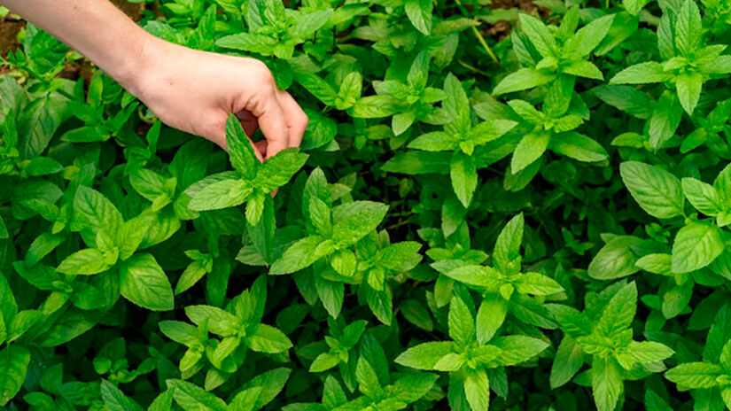 Manjericão (Ocimum basilicum): Algumas variedades são ricas em óleos essenciais com propriedades repelentes a insetos. - Reprodução/Freepik