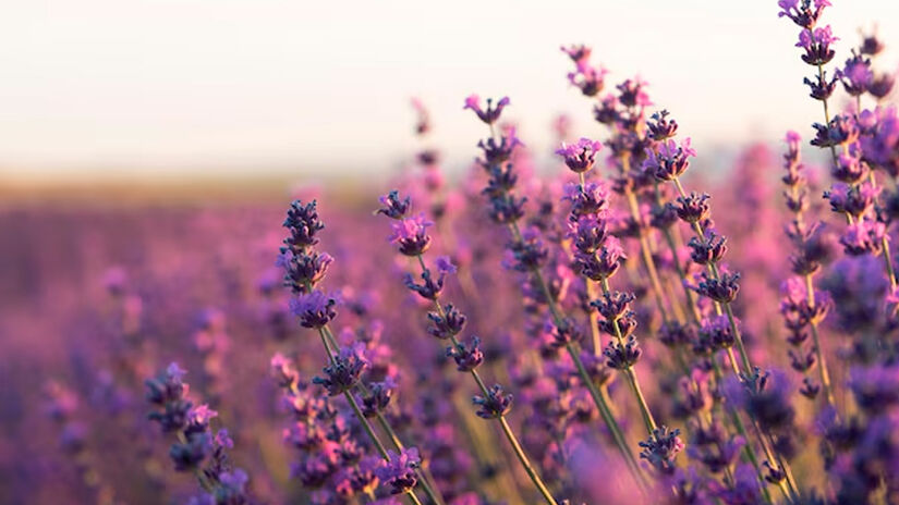 Lavanda (Lavandula angustifolia): Seu aroma agradável para humanos pode ser repulsivo para diversos insetos e aracnídeos. - Reprodução/Freepik