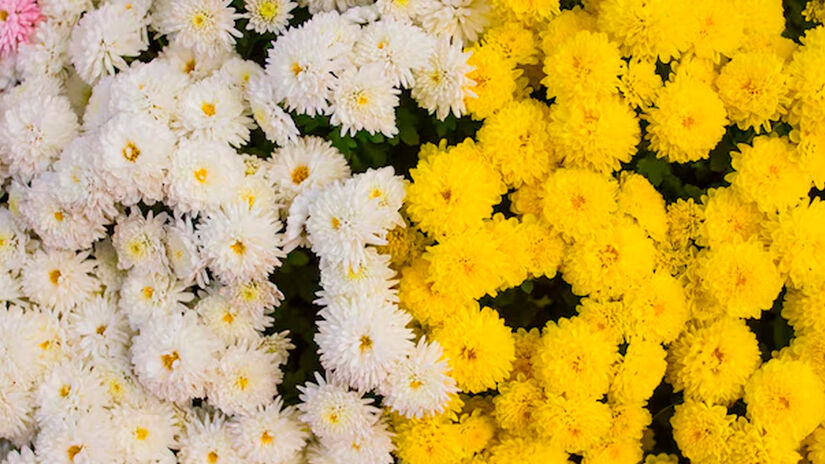 Crisântemos (Chrysanthemum cinerariifolium e outras espécies produtoras de piretrinas): São a fonte natural das piretrinas, substâncias com conhecida ação inseticida. O plantio pode ajudar a reduzir a população de insetos próximos. Reprodução/Freepik