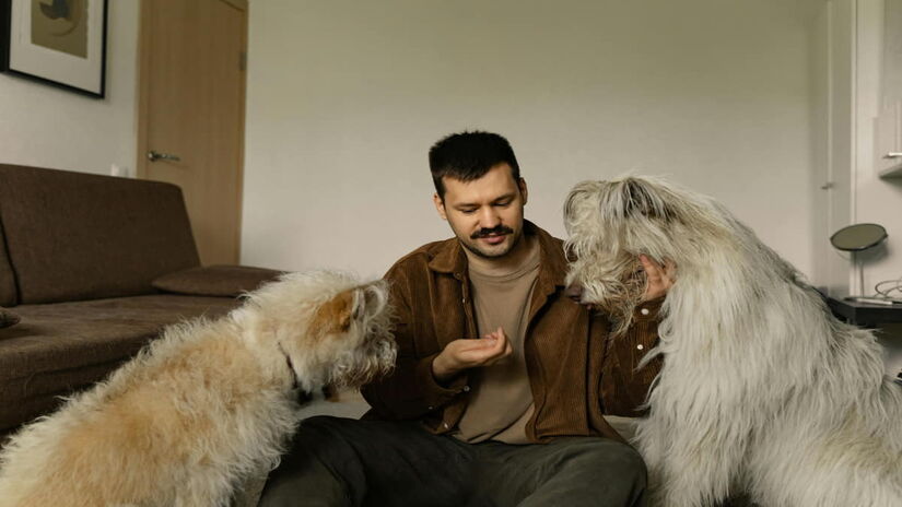 Diferente dos humanos, o arroz oferecido aos pets deve ter um cuidado melhor antes de ser oferecido (Yaroslav Shuraev/Pexels)