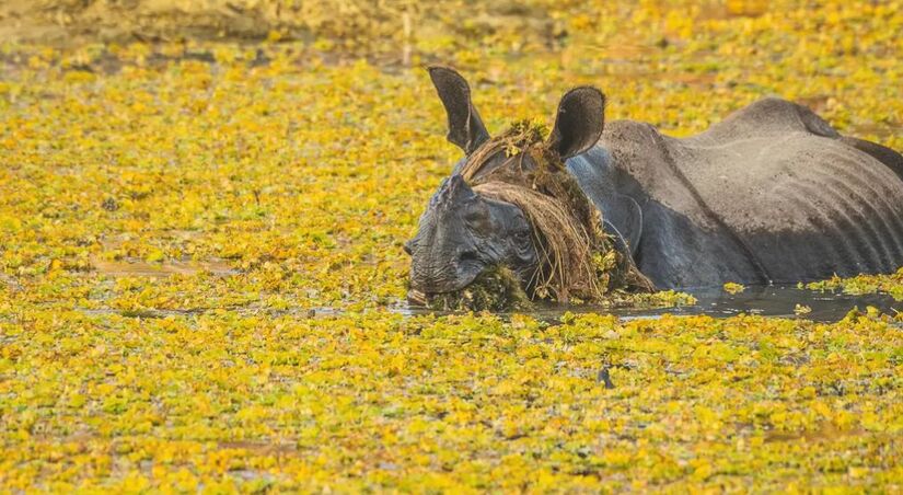 Concurso que celebra os momentos mais cômicos da natureza. / Yann Chauvette/ Comedy Wildlife Photography Awards 2025