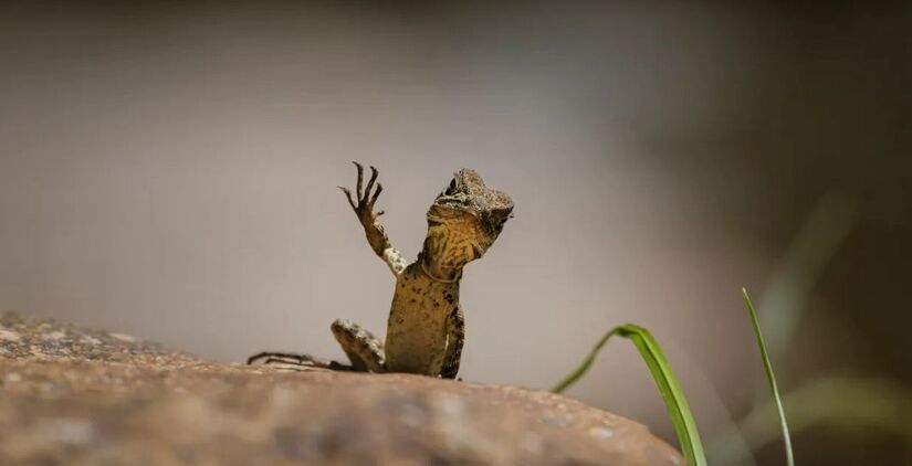 Concurso é voltado a fotógrafos profissionais e amadores / Trevor Rix/ Comedy Wildlife Photography Awards 2025