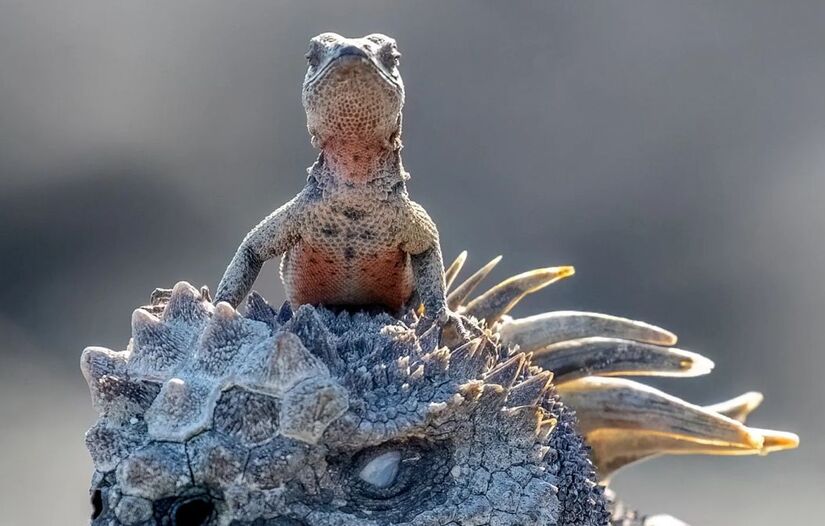 Concurso está com inscrições abertas até o dia 30 de junho / Rachelle Mackintosh/ Comedy Wildlife Photography Awards 2025