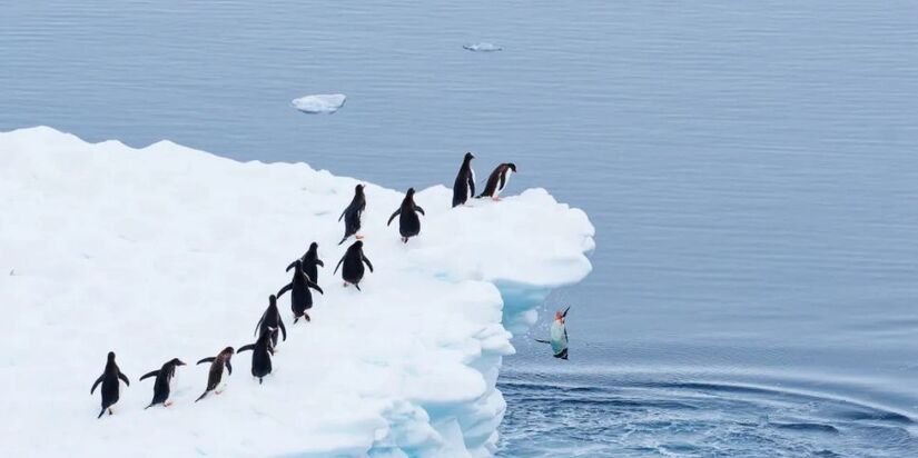 A inscrição no Comedy Wildlife Photography Awards 2025 é gratuita / Martin Schmid/ Comedy Wildlife Photography Awards 2025