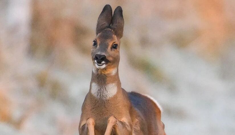 Cada participante pode enviar até 10 fotos. / Jeremy Duvekot/ Comedy Wildlife Photography Awards 2025