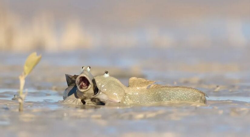 O objetivo é chamar atenção para a importância da conservação ambiental / Emma Parker/ Comedy Wildlife Photography Awards 2025
