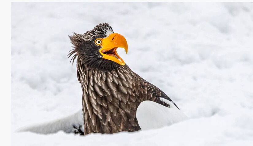 Comedy Wildlife se consolidou como uma plataforma global que une leveza e ativismo ambiental / Annette Kirby/ Comedy Wildlife Photography Awards 2025