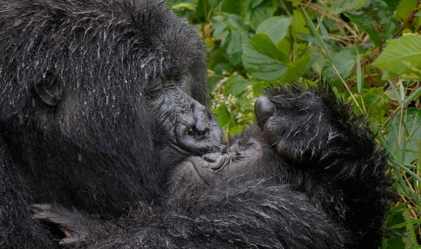Imagens já estão chamando atenção no Comedy Wildlife Photography Awards 2025. / Mark Meth-Cohn/ Comedy Wildlife Photography Awards 2025