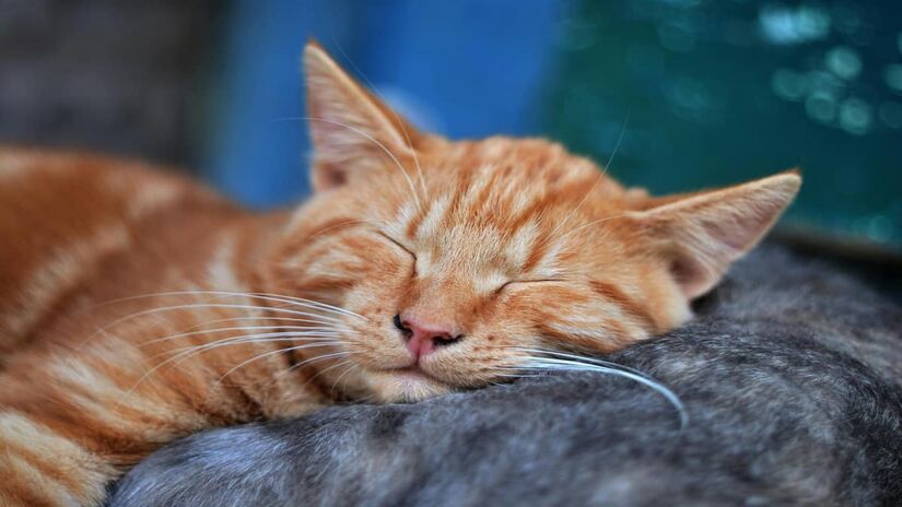 Diferentemente dos cães e dos seres humanos, os gatos não devem usar roupas (Pixabay/Pexels)