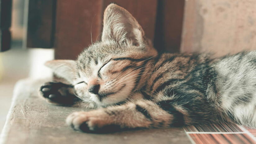 Se o gato resistir aos cobertores, o ideal é que ele tenha acesso a superfícies aquecidas (Ihsanaditya/Pexels)