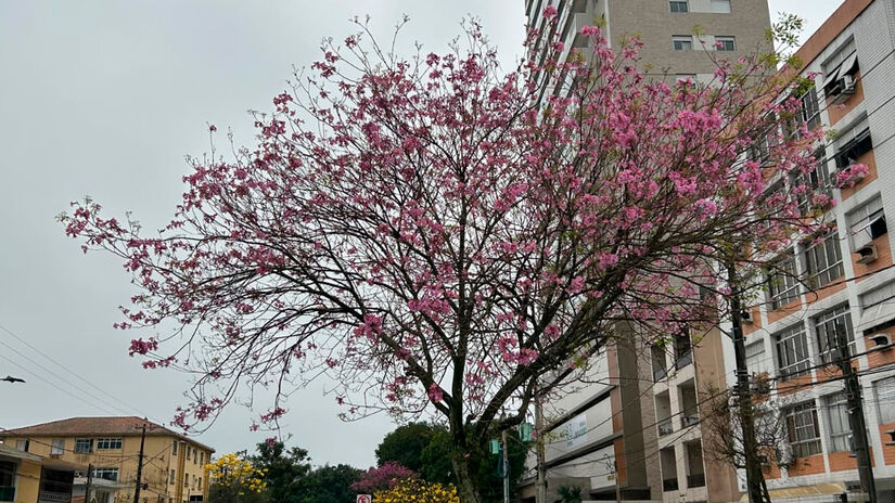 Nair Bueno/DL