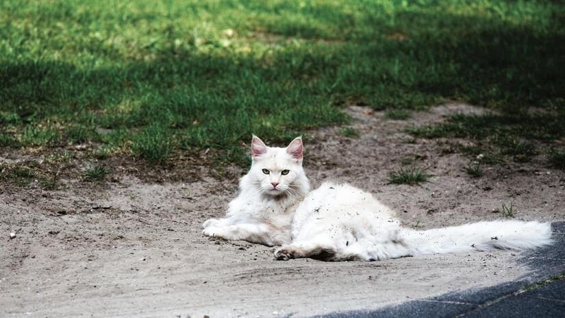 Veterinária enfatiza que, além de alterações óbvias, como mudanças no odor e presença de sangue nas fezes ou na urina, é importante estar atento a outros sinais que estão presentes na caixinha de areia (Matthias Zomer/Pexels)