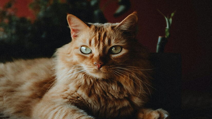 Carolina também destaca que a evolução ao longo do tempo influencia esse comportamento dos gatos (Egorghetto/Pexels)