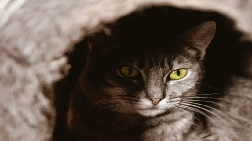 Veterinária recomenda nunca forçar a aproximação, pois há maneiras de ajudar um felino medroso ou reativo (Cibelebergamim/Pexels)