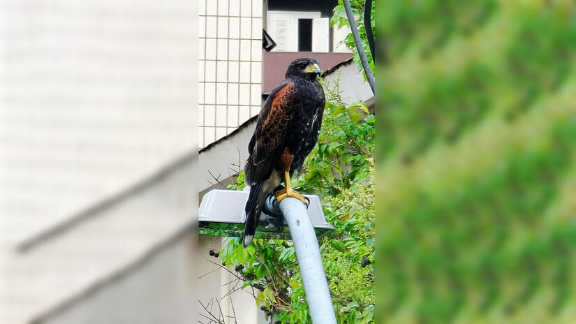 Gavião-asa-de-telha (Parabuteo unicinctus) / Leitor/DL