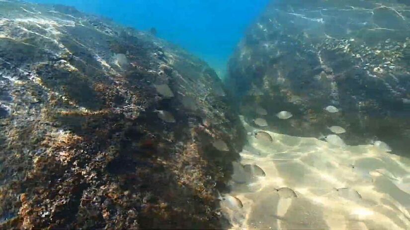 O local também conta com a presença de peixes/@Ubatubaeomundo