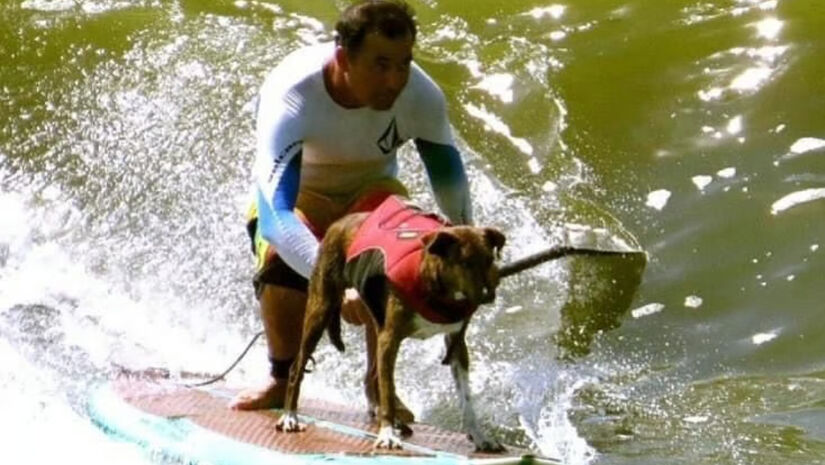 Na Praia José Menino, em Santos, a proposta é inusitada: tutores e seus cães aprendem a surfar juntos / Divulgação/Pets Turistas