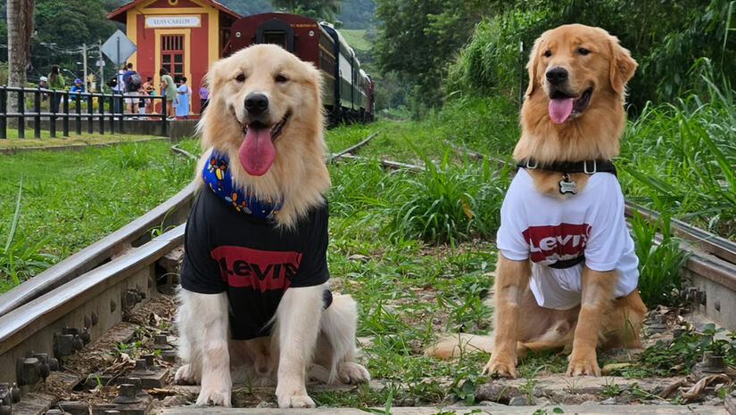 Com serviço de bordo, o passeio de trem até a Estação de Luís Carlos remete ao início do século passado / Divulgação/Pets Turistas