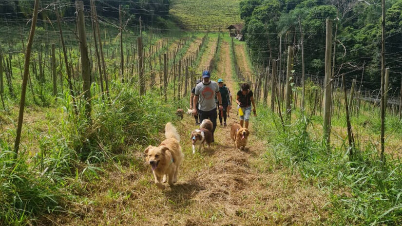 Na Vinícola Saccomani, os tutores caminham com os cães por trilhas entre os parreirais / Divulgação/Pets Turistas