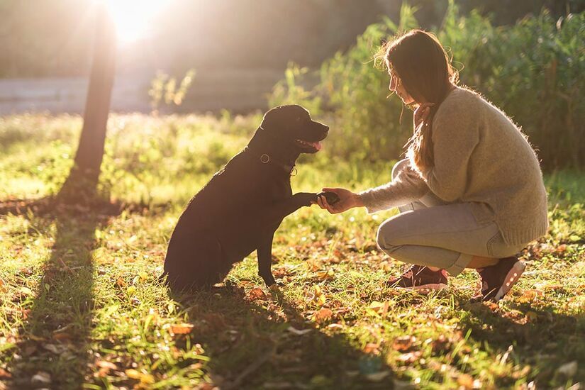 O contato físico com os animais promove alívio imediato do estresse e sensação de acolhimento
