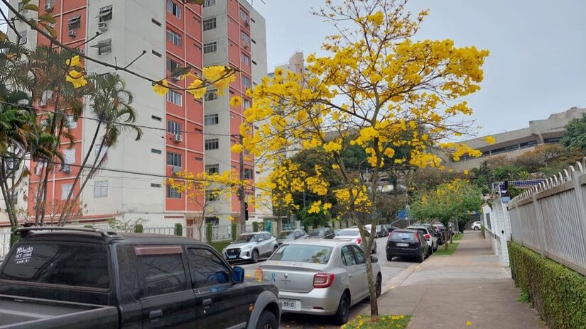 A floração dos ipês ocorre entre os meses de julho e setembro, variando conforme a espécie e a região / Isabella Fernandes
