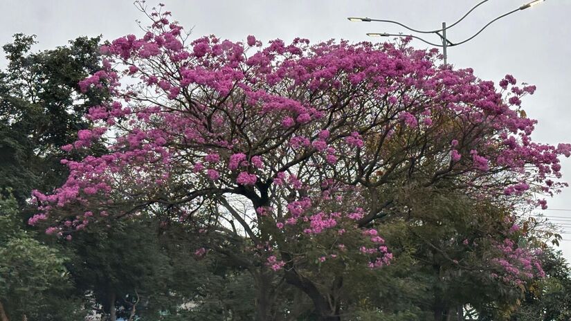 Quase todo o Brasil pode ter ipês, do Sul ao Norte, graças à sua adaptabilidade. / Isabella Fernandes