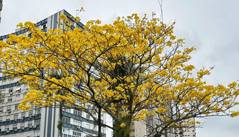 Os ipês pertencem principalmente ao gênero Handroanthus e são árvores nativas da América Latina, com forte presença no Brasil. / Isabella Fernandes