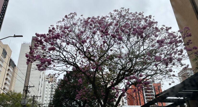 Essas árvores se destacam por sua resistência ao clima seco, crescimento relativamente rápido e, claro, pela beleza de suas flores. / Isabella Fernandes