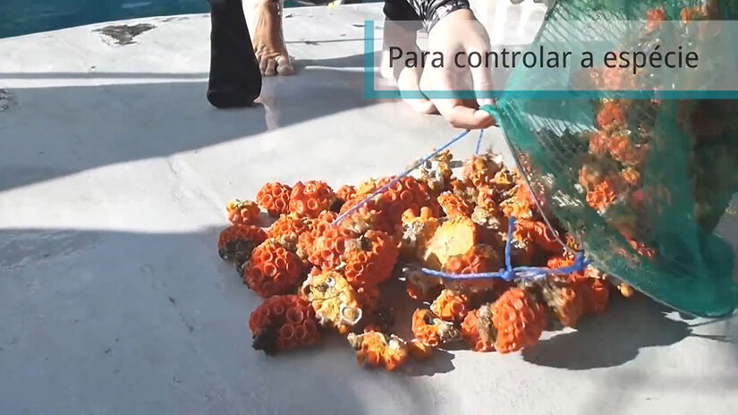 Originário do Pacífico, o coral-sol é uma espécie exótica invasora que, nos últimos 20 anos, se disseminou discretamente pela costa