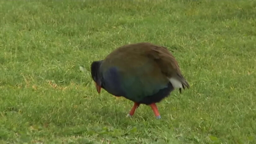 Com essa liberação, estima-se que a população de tacaés em vida livre chegue a 500 aves