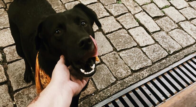 Cientistas húngaros se dedicaram a desvendar o mistério da preferência canina por vozes mais agudas e melódicas / Fotos: Pexels e Freepik