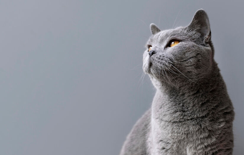 Adotar um gato significa assumir um grande compromisso que exige tempo e dedicação / Fotos: Freepik