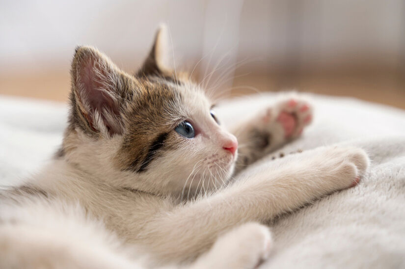 Assim como nós, cada gato possui uma personalidade única