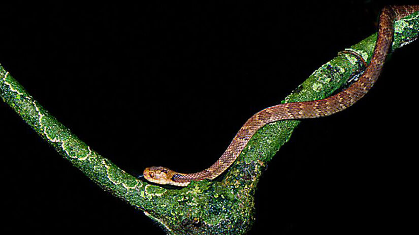 Espécie de serpente dormideira também é encontrada Ilha da Queimada Grande. Foto: Otavio Marques
