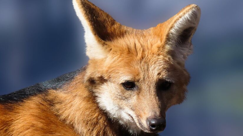 O lobo-guará também é conhecido como guará, aguará, aguaraçu, lobo-de-crina, lobo-de-juba ou lobo-vermelho / garten-gg/Pixabay