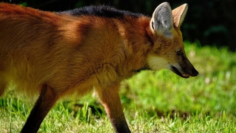 O lobo-guará é um dos canídeos com ocorrência apenas na América do Sul / ambquinn/Pixabay