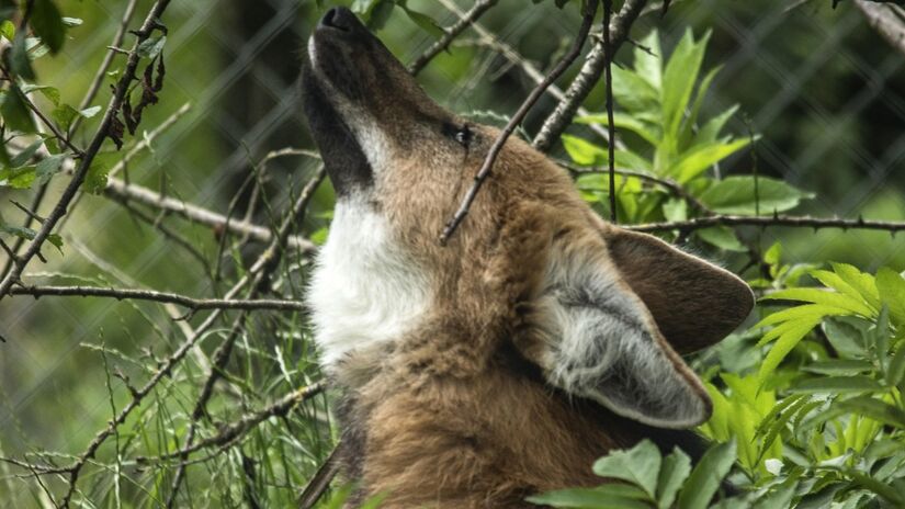 É um animal onívoro, ou seja, se alimenta com itens de origem animal ou vegetal, consumindo uma ampla variedade de frutos e pequenos vertebrados / Annabel_P/Pixabay
